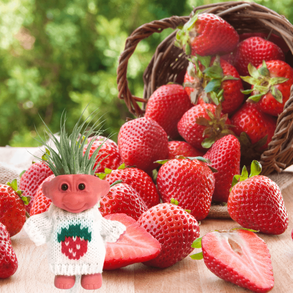 Air Plant Holder Cute Troll with Strawberry Sweater